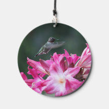 Hummingbird com lírios belladonna
