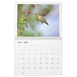 Hummingbird do Calendário 2020 da Califórnia