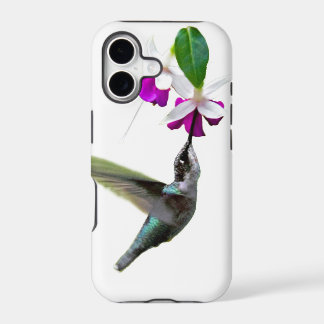 Hummingbird e Fuschia