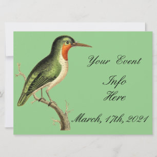 Hummingbird em Branch Thunder_Cove
