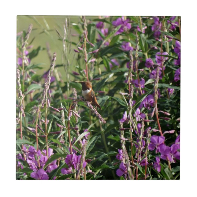 Hummingbird em Roxo (Frente)