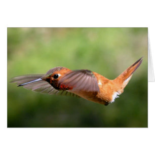Hummingbird em Voo - Cartões