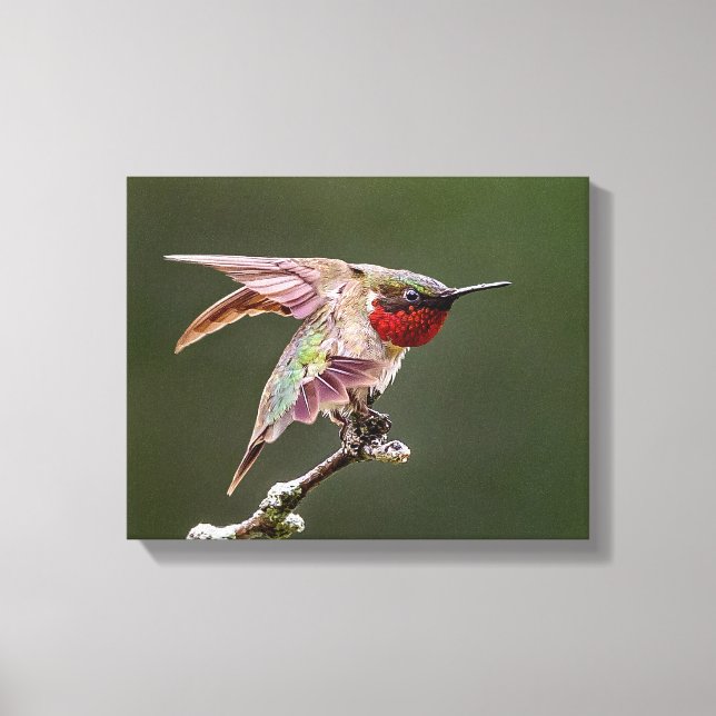 Hummingbird estende Impressão de fotos (Frente)