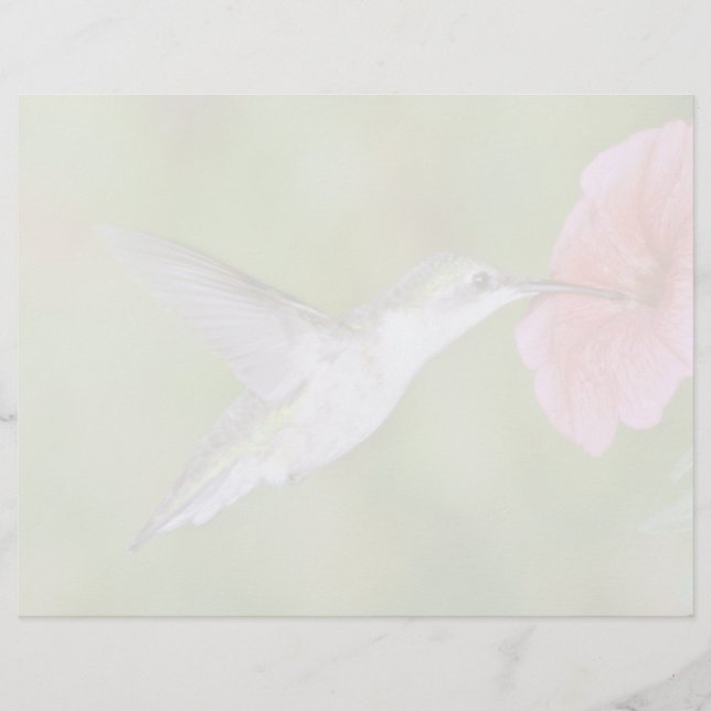 Hummingbird (fêmea) com petúnia Pi (Frente)