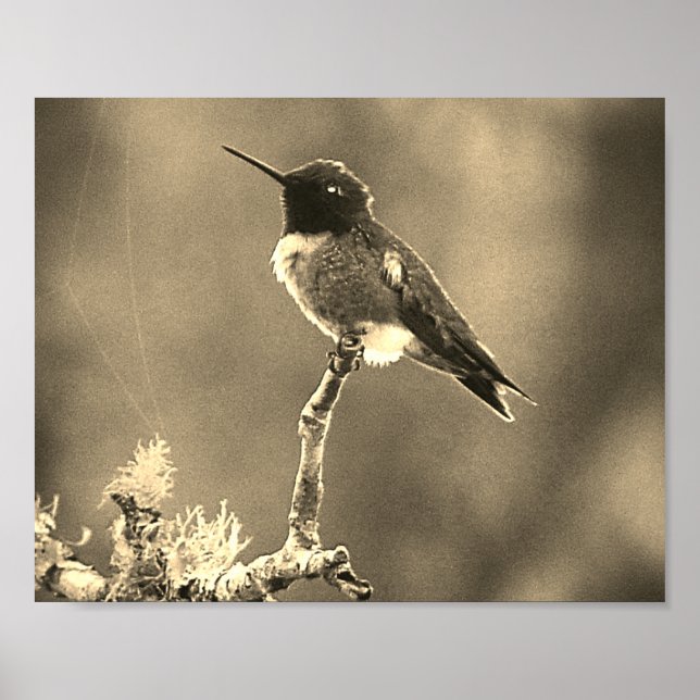 Hummingbird Fotografia Sepia Wall Impressão (Frente)