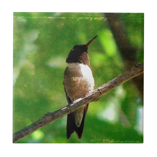 Hummingbird Morning (Frente)
