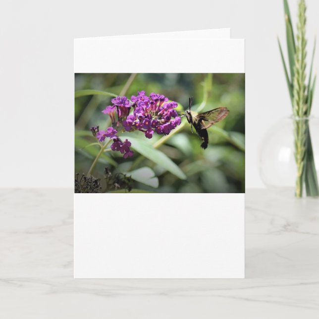 Hummingbird Moth, cartão (Frente)