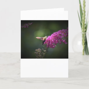Hummingbird Moth, cartão