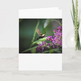 Hummingbird Moth, cartão