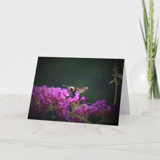 Hummingbird Moth, cartão (Frente)