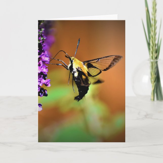 Hummingbird Moth, cartão (Frente)