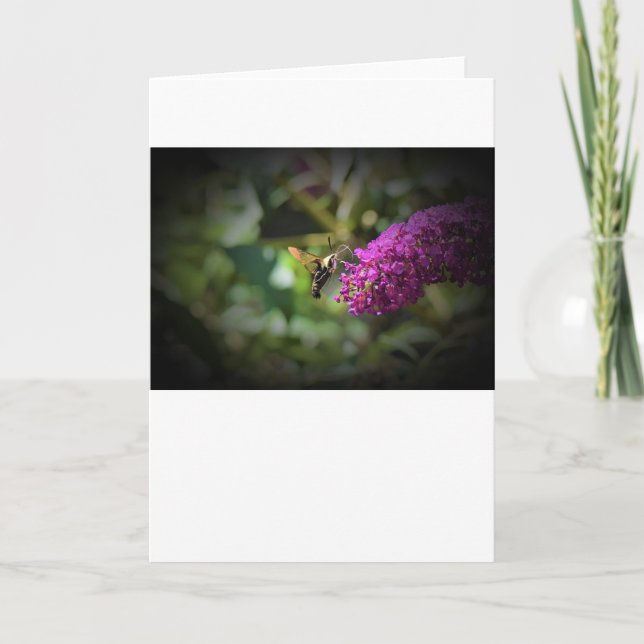 Hummingbird Moth, cartão (Frente)