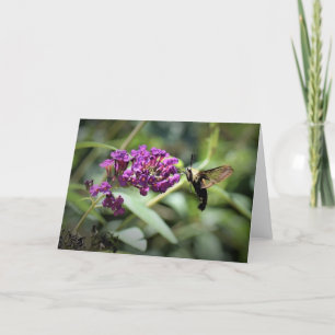 Hummingbird Moth, cartão