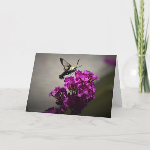 Hummingbird Moth, cartão