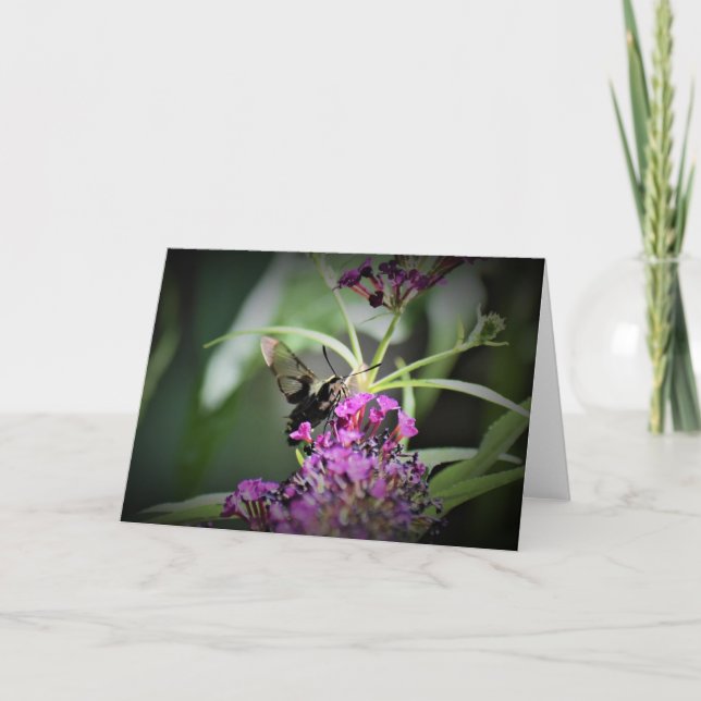 Hummingbird Moth, cartão (Frente)