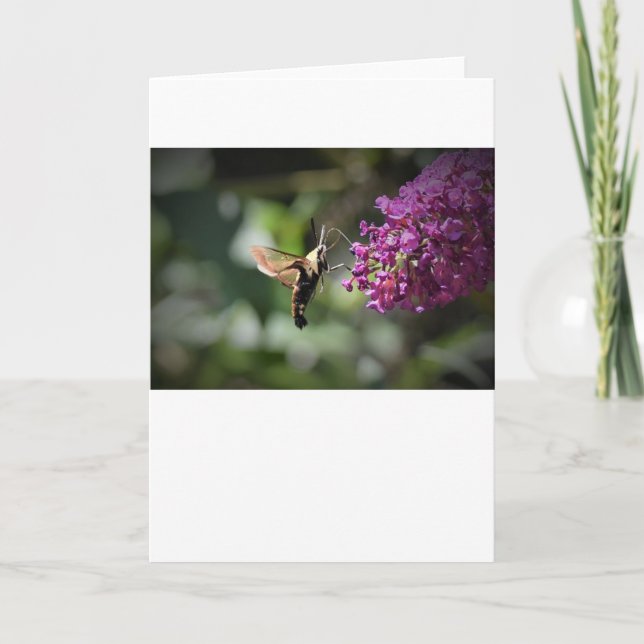 Hummingbird Moth, cartão (Frente)