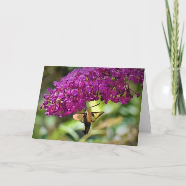Hummingbird Moth, cartão (Frente)