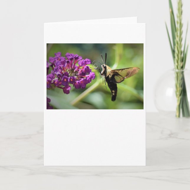 Hummingbird Moth, cartão (Frente)