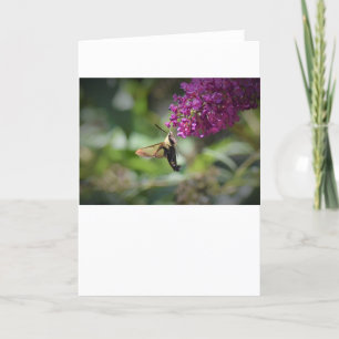 Hummingbird Moth, cartão