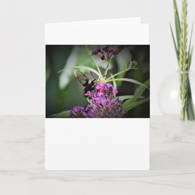 Hummingbird Moth, cartão (Frente)