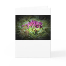 Hummingbird Moth, cartão