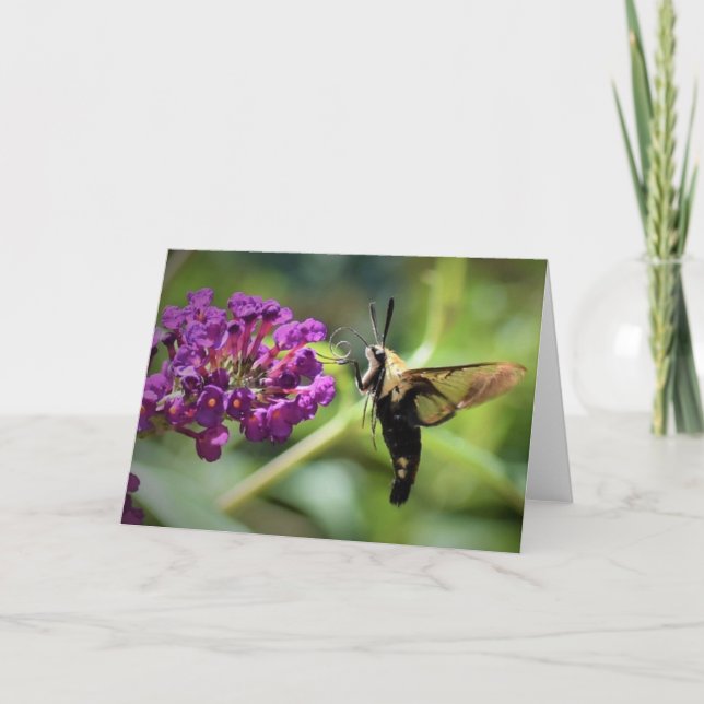 Hummingbird Moth, cartão (Frente)