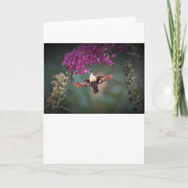 Hummingbird Moth, cartão (Frente)