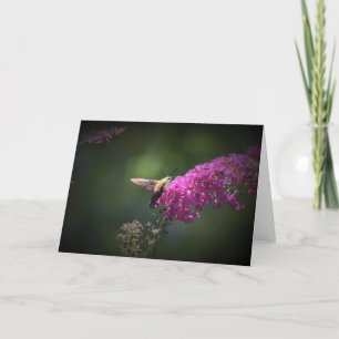 Hummingbird Moth, cartão