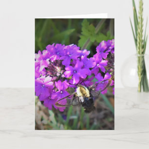 Hummingbird Moth & Verbena, cartão