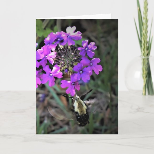 Hummingbird Moth & Verbena, cartão (Frente)
