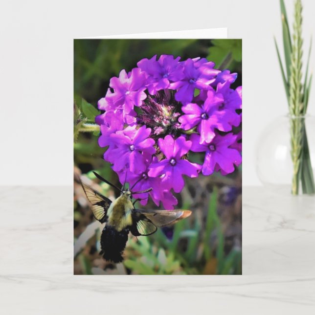 Hummingbird Moth & Verbena, cartão (Frente)