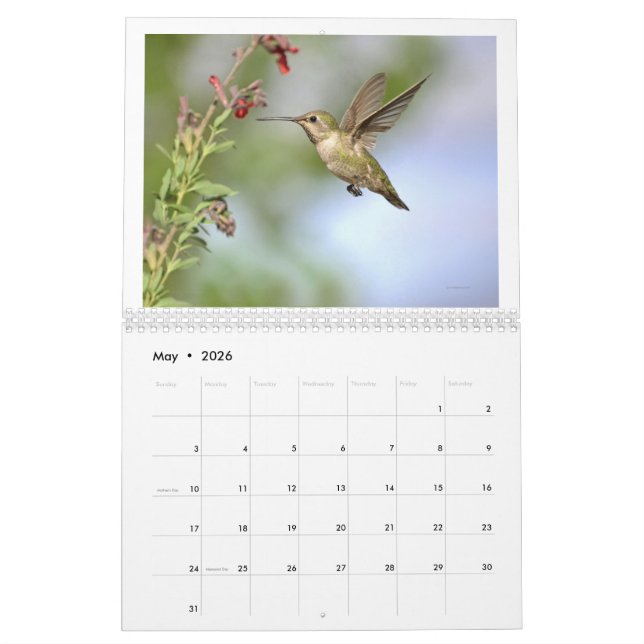 Hummingbird na Califórnia 2024 Calendário (Maio 2026)