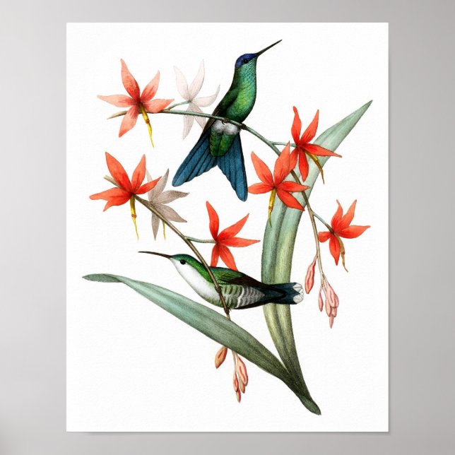 Hummingbird No.12, Poster de aves antigas. (Frente)