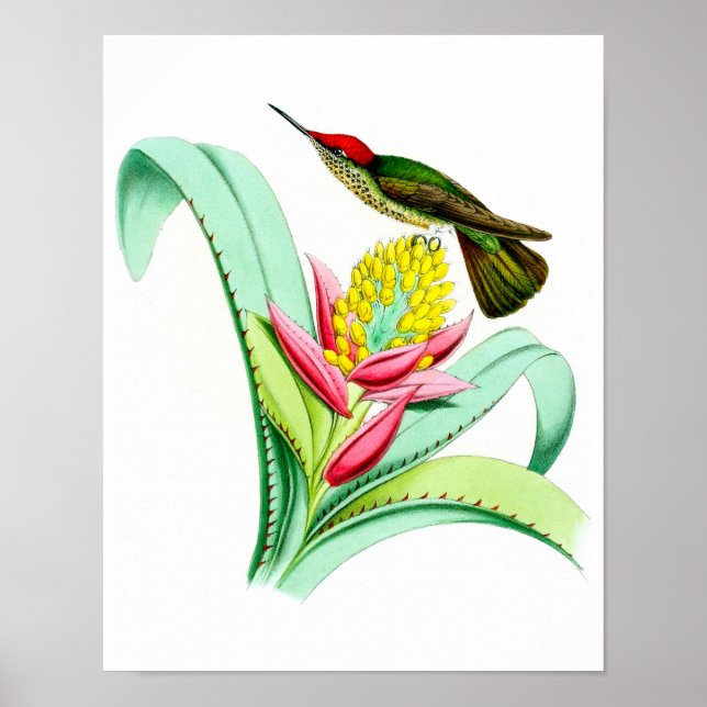 Hummingbird No.7, Poster de aves antigas. (Frente)
