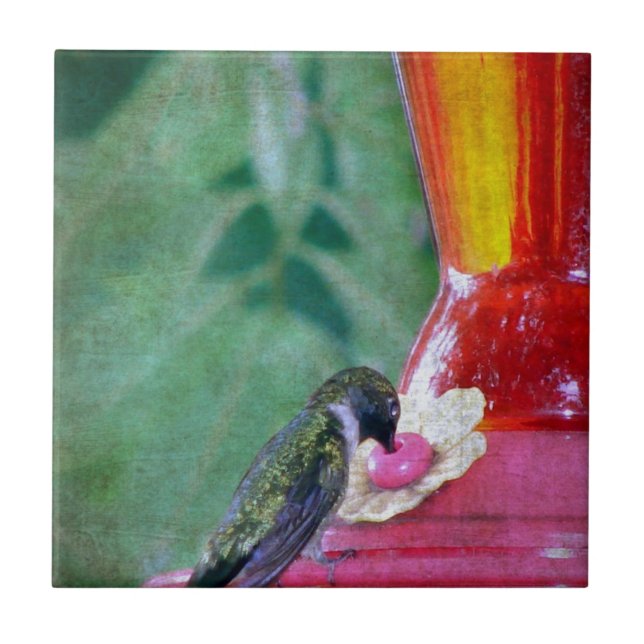 Hummingbird no alimentador (Frente)