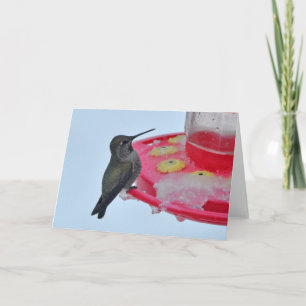 Hummingbird no alimentador congelado - Cartões de