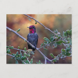 Hummingbird no cartão postal do pôr do sol