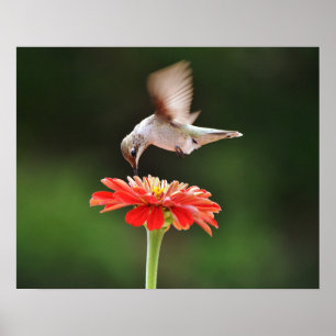 Hummingbird pairando sobre uma Poster de Arte Flor