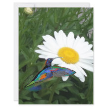 Hummingbird themed Scrapbook paper 