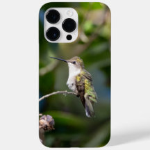 Hummingbird Trocado por Ruby