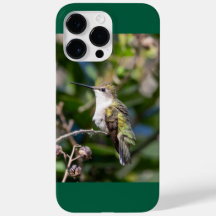 Hummingbird Trocado por Ruby