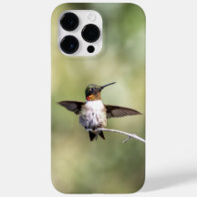 Hummingbird Trocado por Ruby