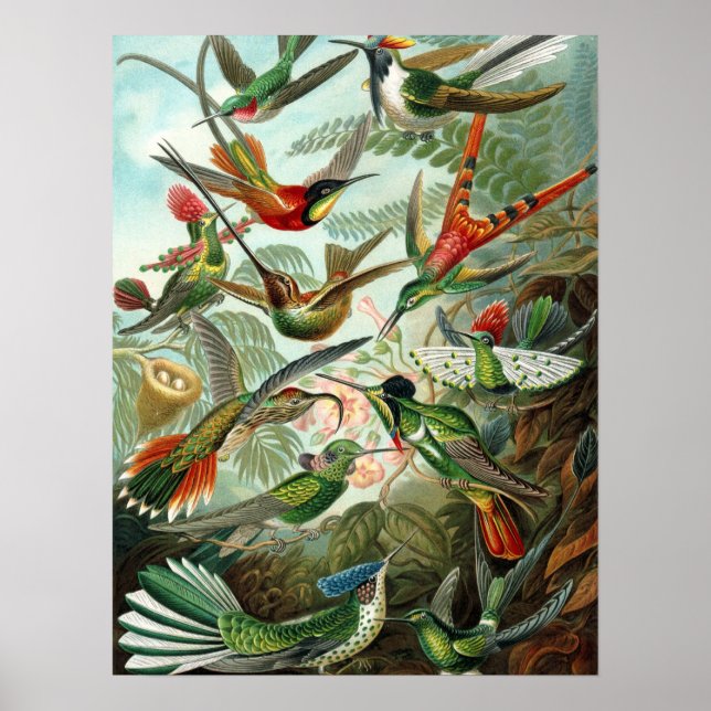 Hummingbird (Trochilidae) por Haeckel Poster (Frente)
