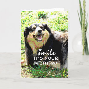 humor de cartão de aniversário para cães fotógrafo