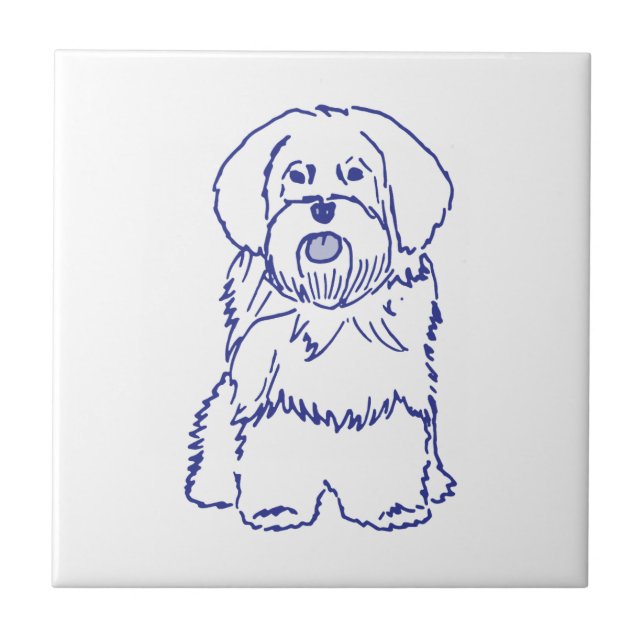Hunderasse Havanese (Frente)