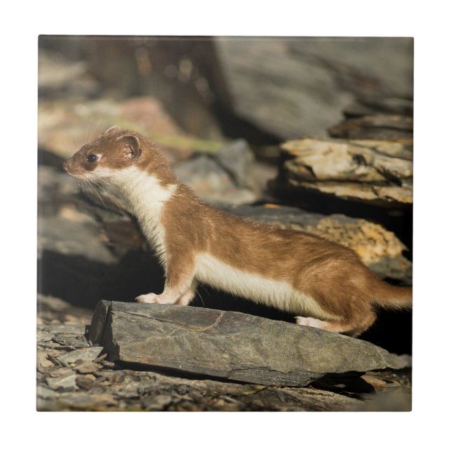 Hunting Weasel (Frente)