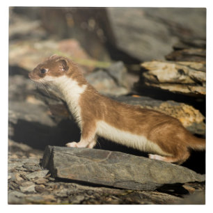 Hunting Weasel