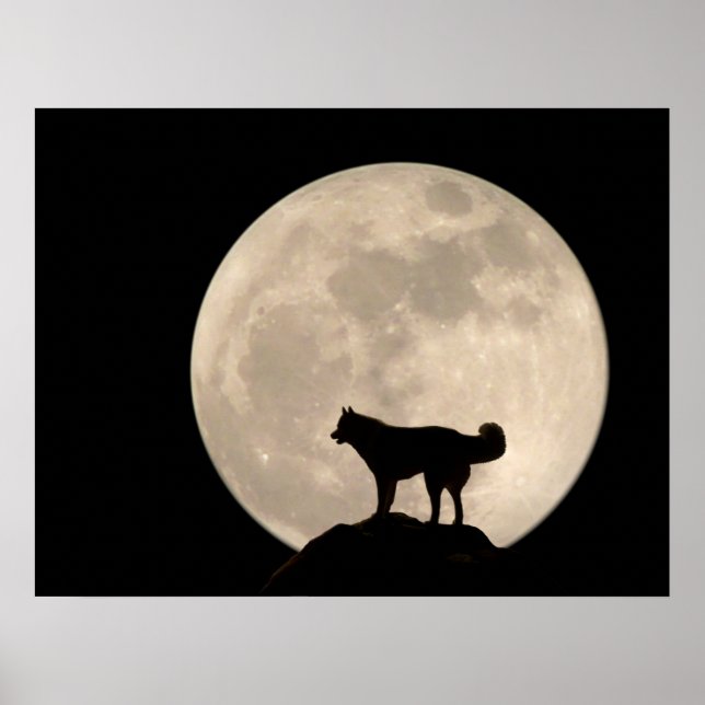 Husky Art Print Sled Dog Art Poster Husky Gifts (Frente)