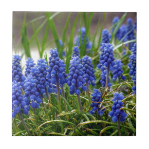 Hyacinth Grape