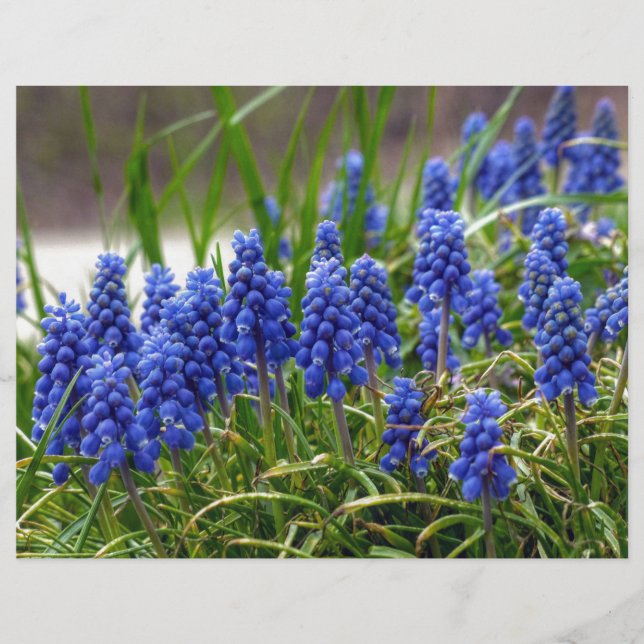 Hyacinth Grape (Frente)